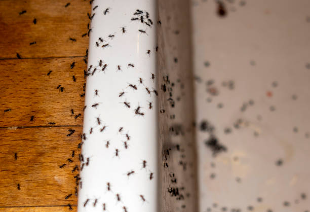 Reliable Bloomsburg, PA Pest Control Solutions